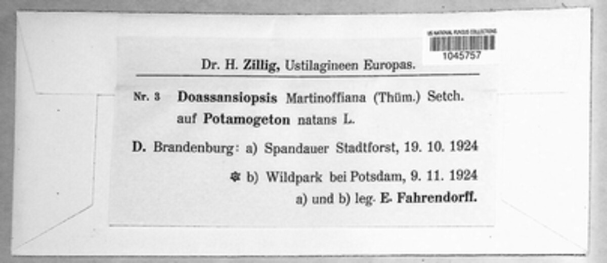 Doassansiopsidaceae image